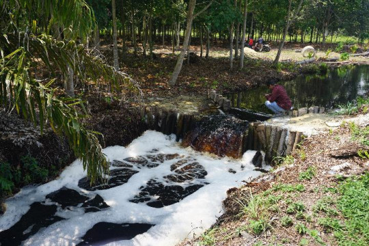 Challenges in Restoring Peat Ecosystems in Concession Areas. Photo: Pantau Gambut/ Agiel Prakoso