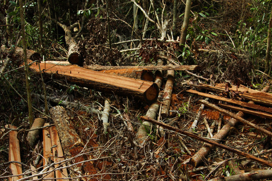 This photo is documentation of peat fires in Jambi in 2015. Canalization is one of the causes of dry peatlands so that they are easily burned. ©Irawan Ferry/Green Association