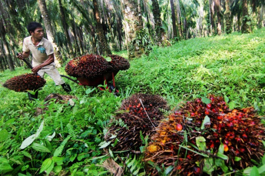 Regulations on Peatlands are Considered Unfavorable to the People ©Tempo