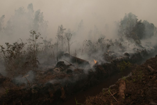 Forest and Land Fire © CIFOR