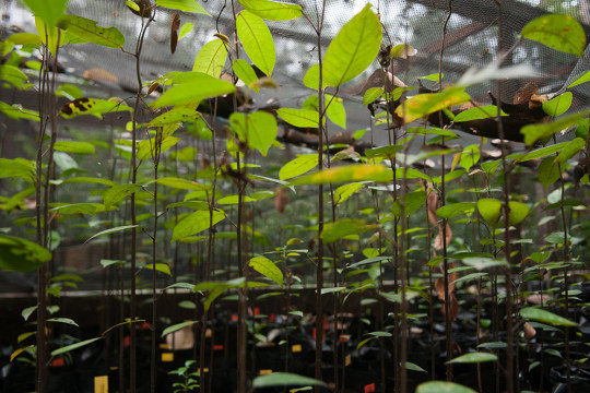 Planting Acacia in the burnt areas ©Pantau Gambut
