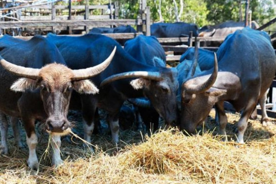 Swamp buffalos. © Budi Kurniawan
