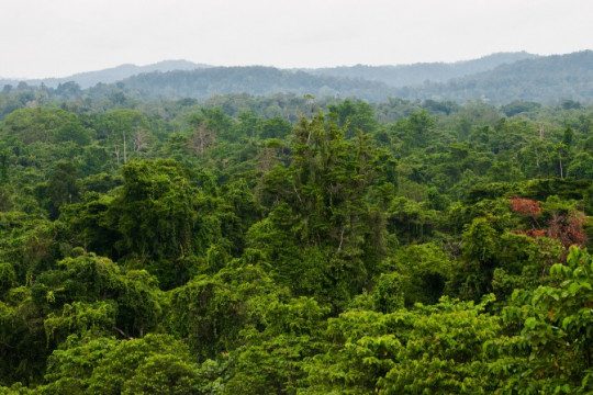 Forest landscape in Papua. © Mokhamad Edliadi/CIFOR