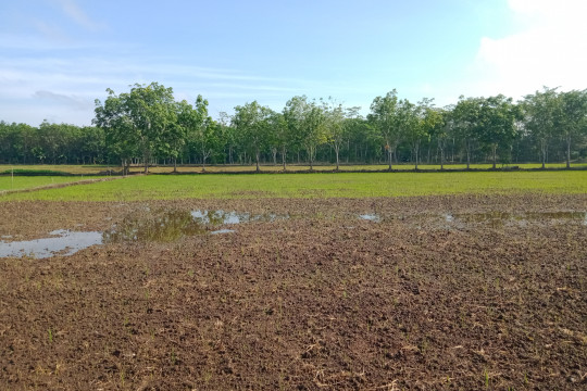 Agricultural land preparation ©Walhi Kalteng