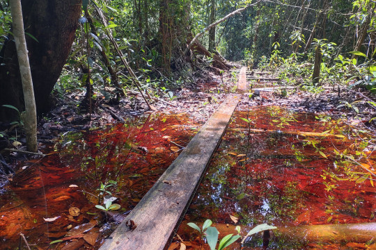 A photography angle portraying the condition of Village Forest with peat ecosystem in Riau which is rich in biodiversity ©Zamzami