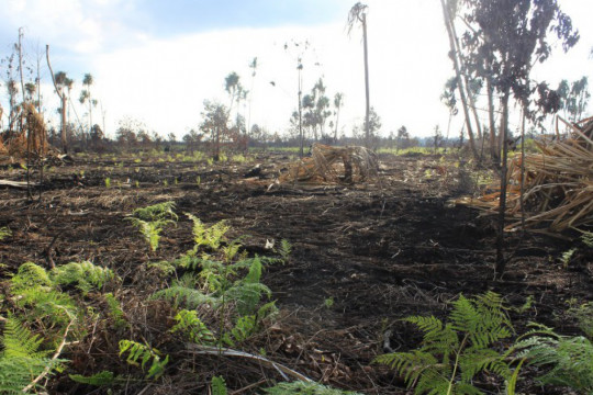 Burned area in Lukun Village, Riau. ©Pantau Gambut
