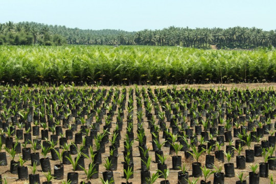 Oil palm nursery near Bengkulu, Sumatra. © WRI