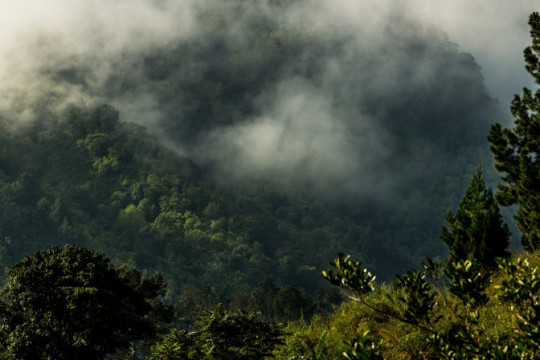 Kerinci Seblat National Park, Sumatra, Indonesia. © Luke Mackin/Flickr
