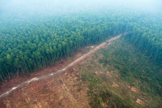 Peatland degradation due to land conversion. © CIFOR