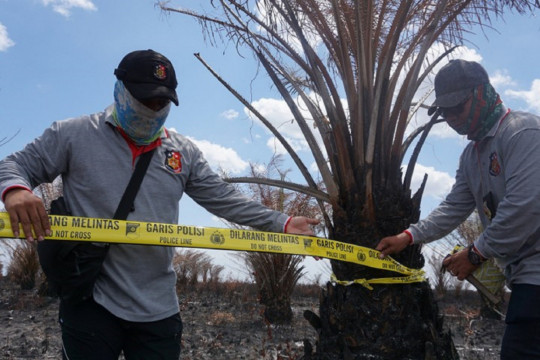 Forest fire investigation ©Donny Muslim