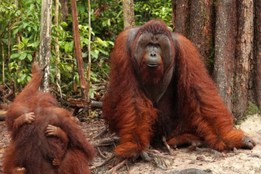 Orangutans are one of the species living in peatlands. © WRI