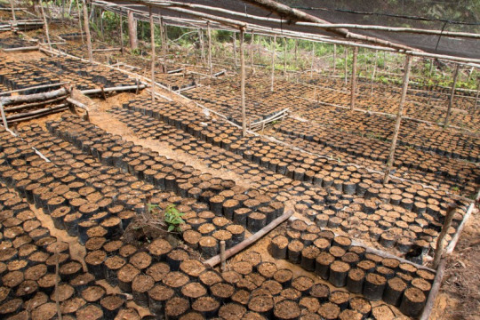 FPIC prioritizes planting local flora to be cultivated in peatland. © CIFOR