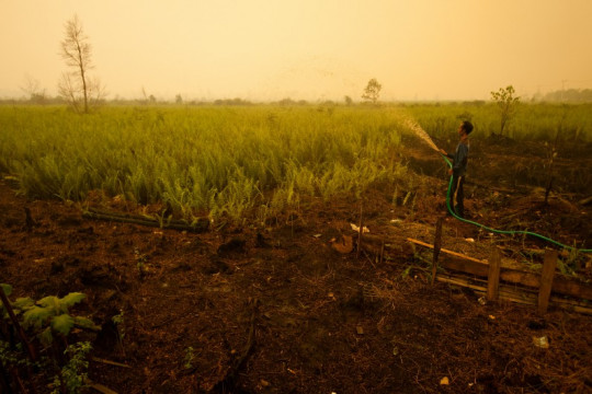 Local farmers water their land to prevent fire © CIFOR
