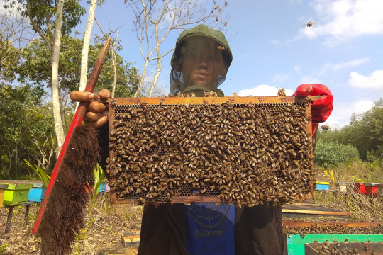 Beekeepers in Rantau Karya Village, Geragai Sub-District, East Tanjung Jabung District. © Yitno Suprapto