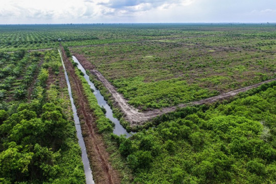 Aerial view of canal blocking in Riau. © Mokhamad Edliadi/CIFOR