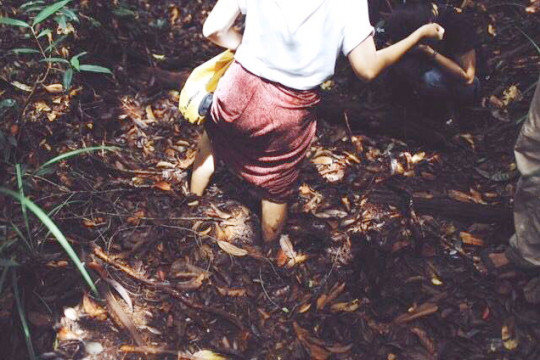 Walking on peatland can be difficult due to its semi-liquid texture. © Danar Triatmojo
