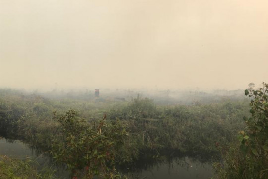 Smog caused by the peat fires in 2019 ©Feri Irawan
