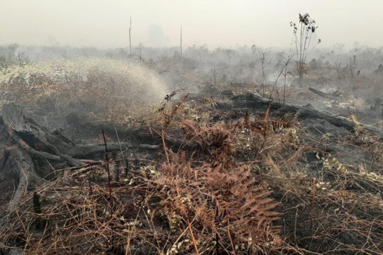 Firefighters extinguishing the fire in Tanjung Jabung Timur District during the forest and land fires in 2019 ©Feri Irawan