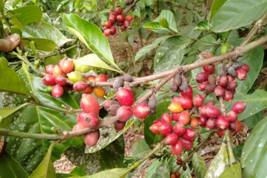 Coffee is grown on the peatlands ©Malinda