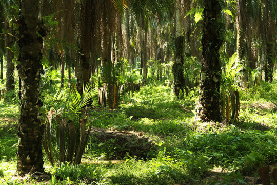 Panoramic photo of peat in Lebak Lebung, Ogan Komering Ilir, South Sumatra. © Muki Wicaksono/Epistema Institute