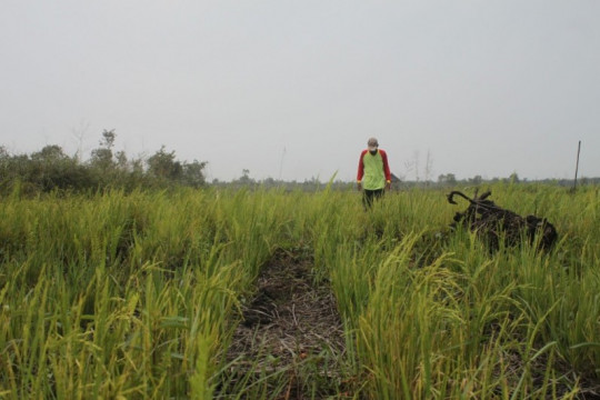 Rice fields managed without burning the land ©Parliza Hendrawan