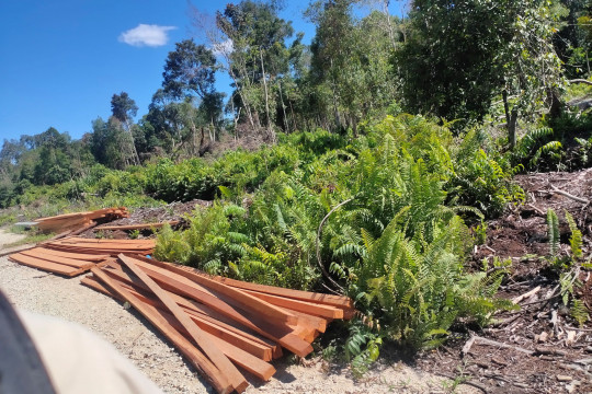 Piles of logs from illegal logging in the village forests along the main road from Sungai Tohor Village to Lukun Village, Riau in mid-October 2021. Documentation: Zamzami