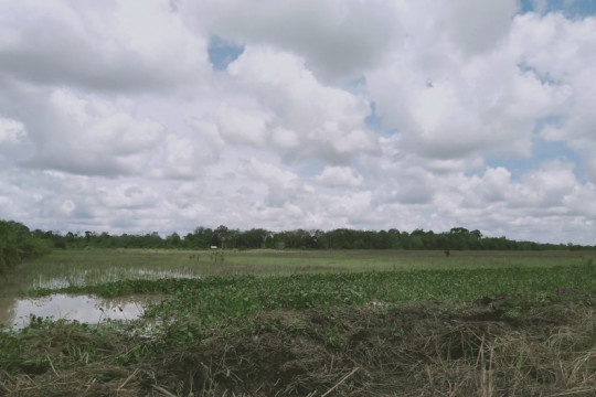 Peatland ready to be planted with corn in Jebus Village, Kumpeh Subdistrict, Muaro Jambi. ©Anto