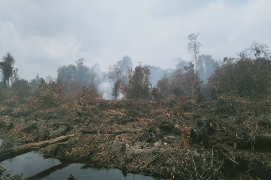 PT MAS concession conditions in Desa Sipin Teluk Duren, Kumpeh, Muaro Jambi Regency ©Anto