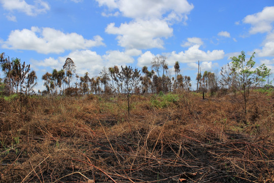 Dry peatlands due to fire ©Pantau Gambut