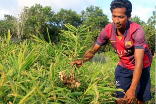 Subairi is harvestting ginger and preparing for the next harvest time ©Aries Munandar forvPantau Gambut