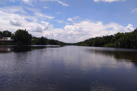 Nipah trees thrive along the Mendahara River, in Sungai Beras Village, Mendahara Ulu Sub-District, East Tanjung Jabung District © Yitno Suprapto for Pantau Gambut