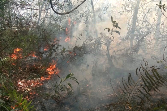 A fire in Teluk Makmur Village, Medang Kampai, Dumai, Riau. ©Romes Irawan Putra/Kaliptra Andalas