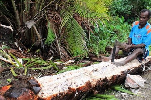 After a sago tree is cut down, the core must be chopped into small pieces with a tool called pangkur. © Raras Cahyafitri / WRI