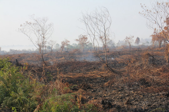 Kebakaran hutan dan lahan di Aceh Barat ©Apel Green Aceh