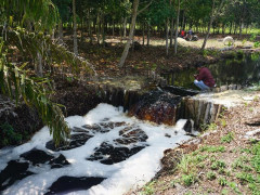 Challenges in Restoring Peat Ecosystems in Concession Areas. Photo: Pantau Gambut/ Agiel Prakoso