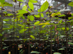 Planting Acacia in the burnt areas ©Pantau Gambut