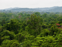Forest landscape in Papua. © Mokhamad Edliadi/CIFOR