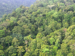 Dense rainforest in Papua, Indonesia. © Nining Liswanti/CIFOR