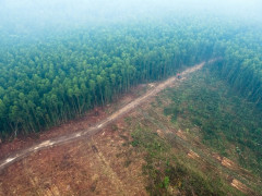 Peatland degradation due to land conversion. © CIFOR