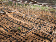 FPIC prioritizes planting local flora to be cultivated in peatland. © CIFOR