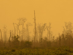 It’s time to reconsider peat’s hydrological functions. © Aulia Erlangga/CIFOR