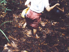 Walking on peatland can be difficult due to its semi-liquid texture. © Danar Triatmojo