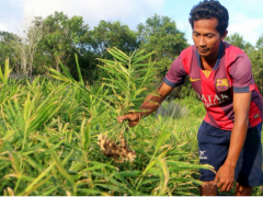 Subairi is harvestting ginger and preparing for the next harvest time ©Aries Munandar forvPantau Gambut