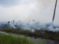 Smoldering fire in Muntialo, within the moratorium area and protected peatland region in Jambi. © Feri Irawan/Perkumpulan Hijau