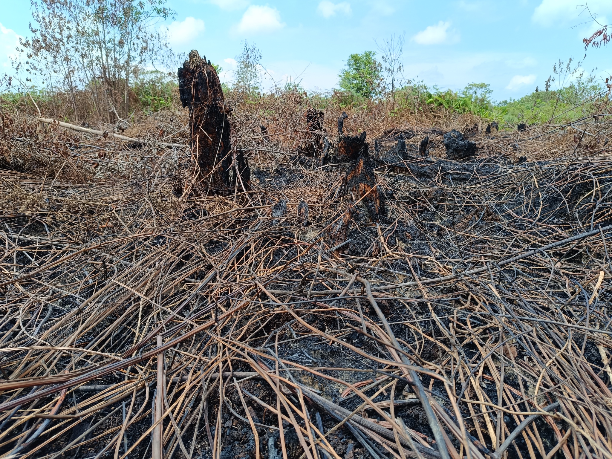 Pembakaran lahan gambut pada KHG Pulau Rupat, Provinsi Riau ©Pantau Gambut 2024