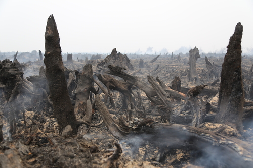 Drained and dried up peatlands are more prone to catching fire © Feri Irawan