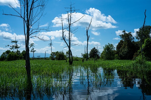 Damaged peat causes flooding in the rainy season ©Raras Cahyafitri
