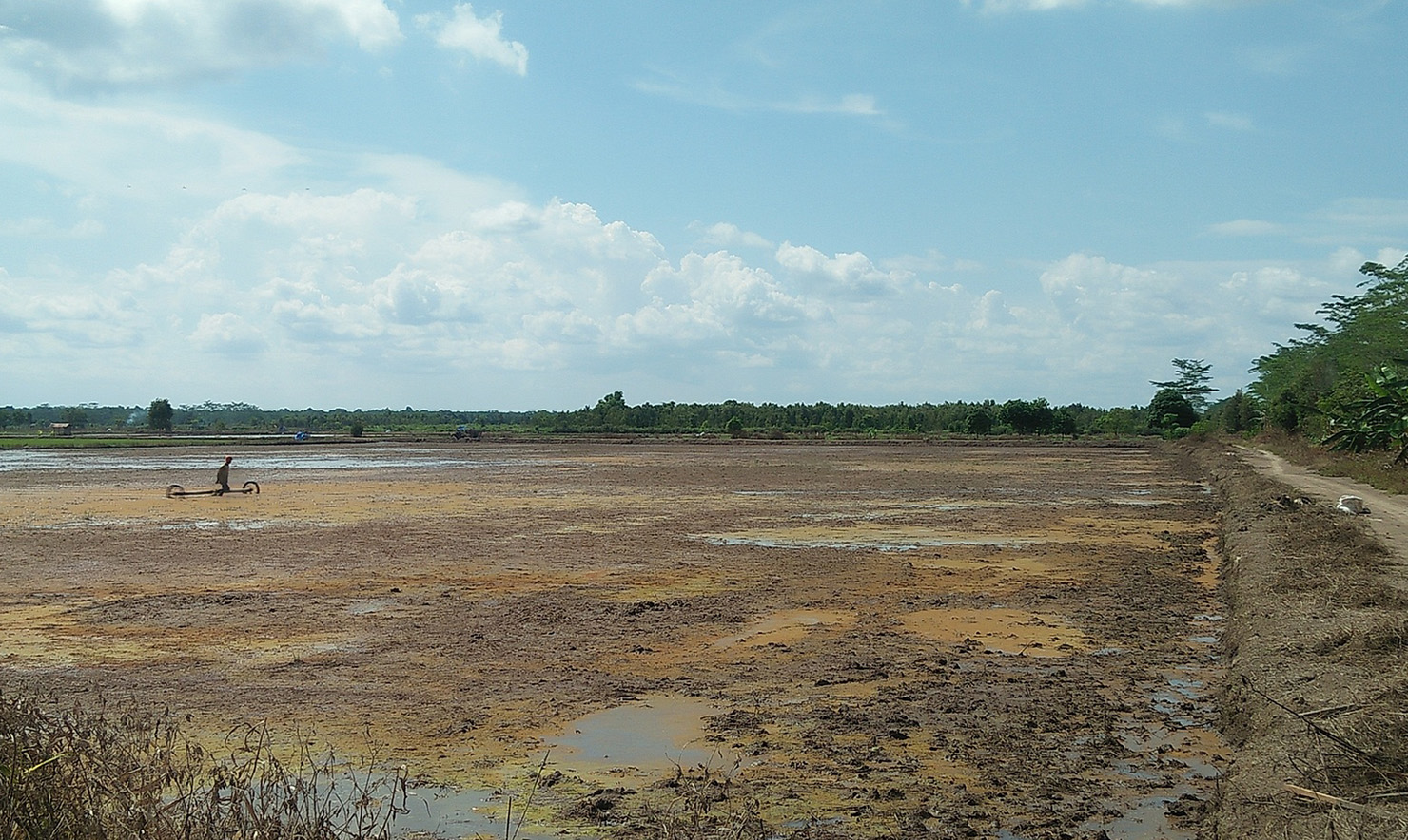 Lahan Pertanian Berpirit di Belanti Siam, Kab. Pulang Pisau, Prov. Kalimantan Tengah