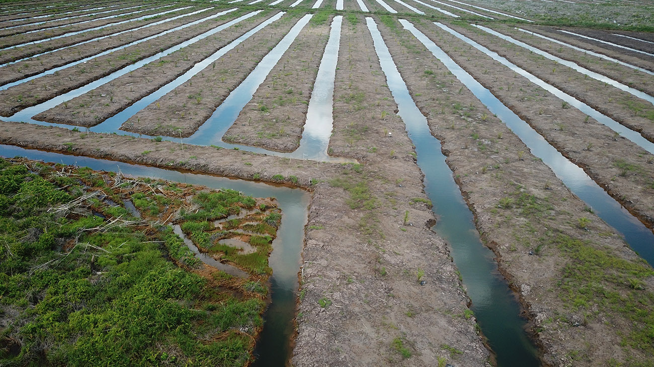 Lahan Food Esate yang sudah dibuka dan dibelah oleh kanal untuk dikonversi menjadi perkebunan sawit di Desa Tajepan, Kecamatan Kapuas Murung, Kabupaten Kapuas, Kalimantan Tengah ©Pantau Gambut 2024