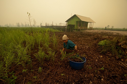 Damaged peatlands can potentially disrupt local communities' livelihoods ©CIFOR